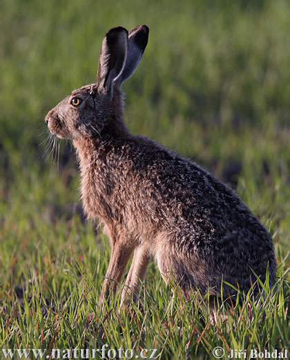 Lepus europaeus