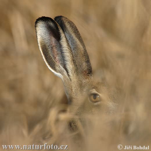 Lepus europaeus