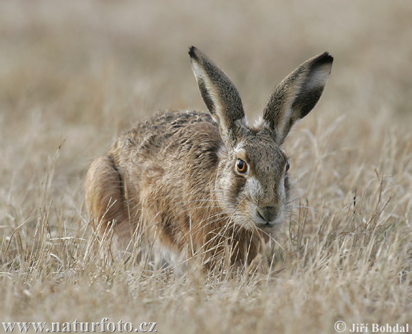 Lepus europaeus