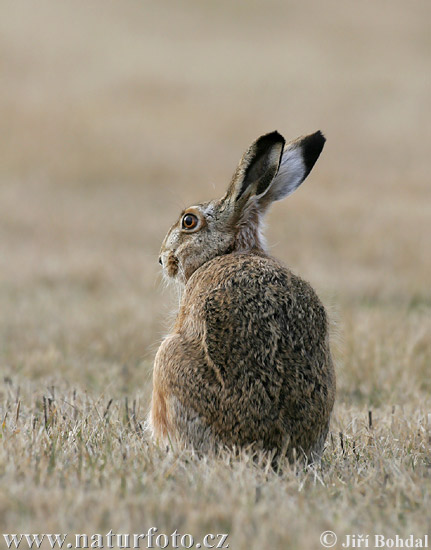 Lepus europaeus