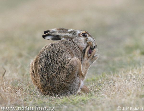 Lepus europaeus