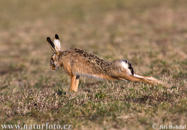 Lepus europaeus