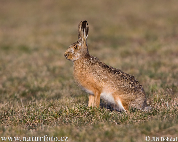 Lepus europaeus