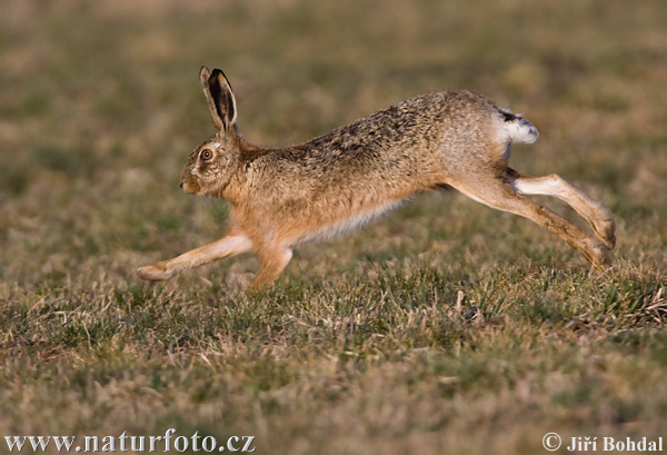 Lepus europaeus