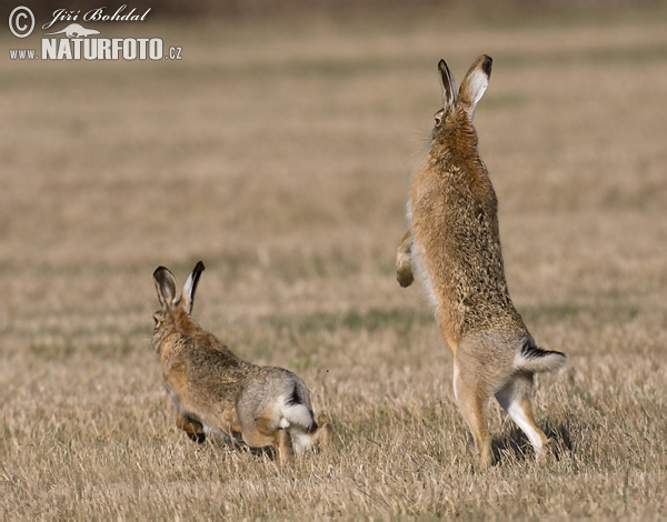 Lepus europaeus