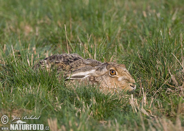 Lepus europaeus