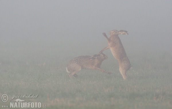 Lepus europaeus