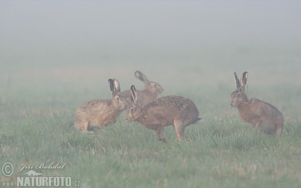 Lepus europaeus