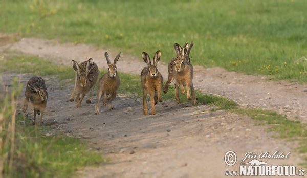 Lepus europaeus