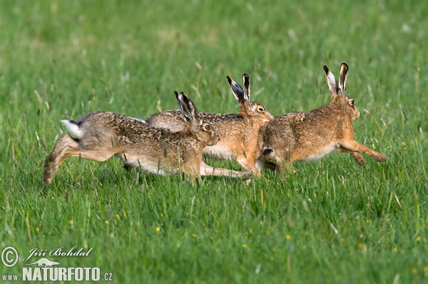 Lepus europaeus