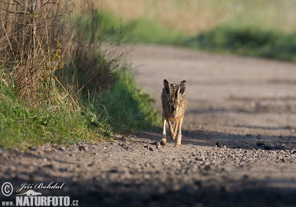 Lepus europaeus