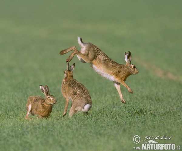 Lepus europaeus