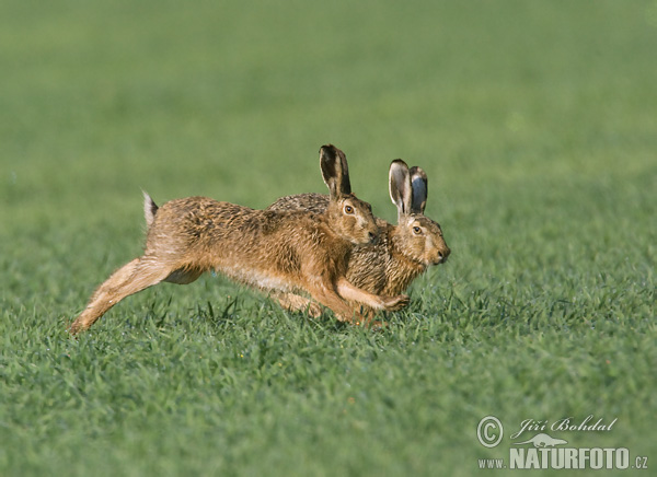 Lepus europaeus