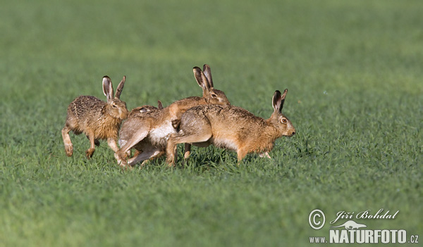 Lepus europaeus