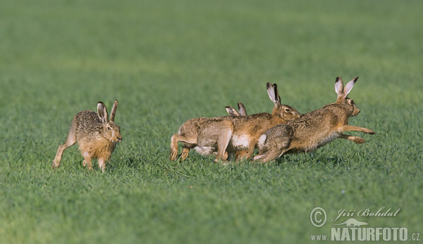 Lepus europaeus