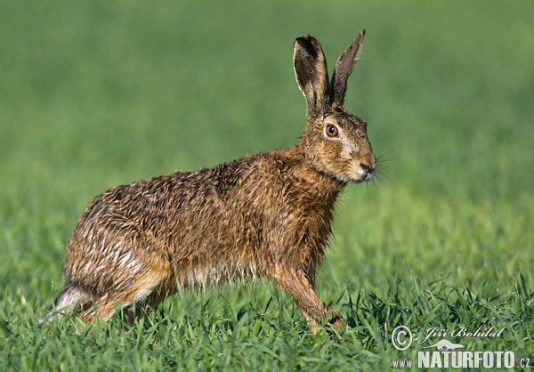 Lepus europaeus