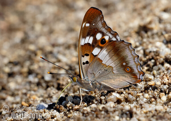 Lesser Purple Emperor (Apatura ilia)