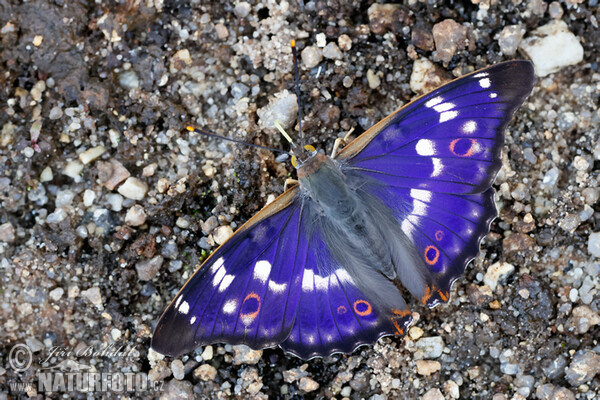 Lesser Purple Emperor (Apatura ilia)