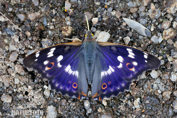 Lesser Purple Emperor (Apatura ilia)