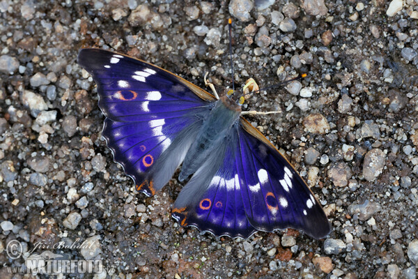 Lesser Purple Emperor (Apatura ilia)