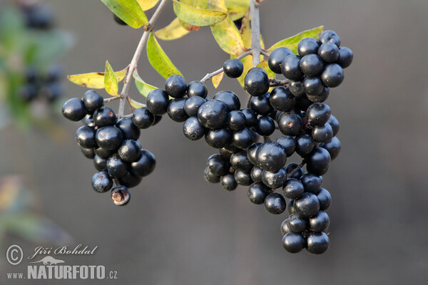 Ligustrum vulgare