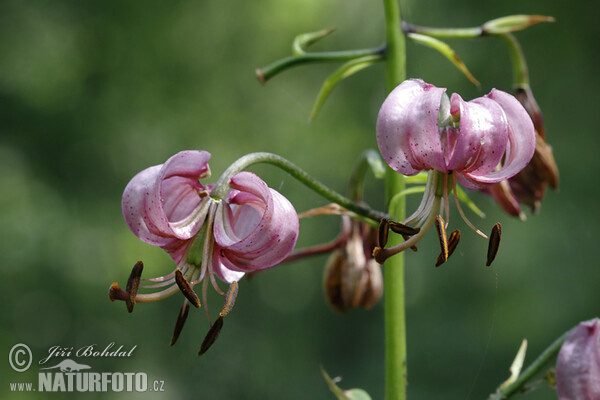 Lilium martagon