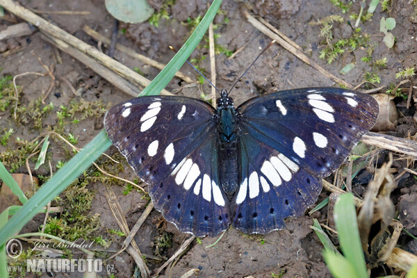 Limenitis reducta