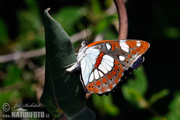 Limenitis reducta