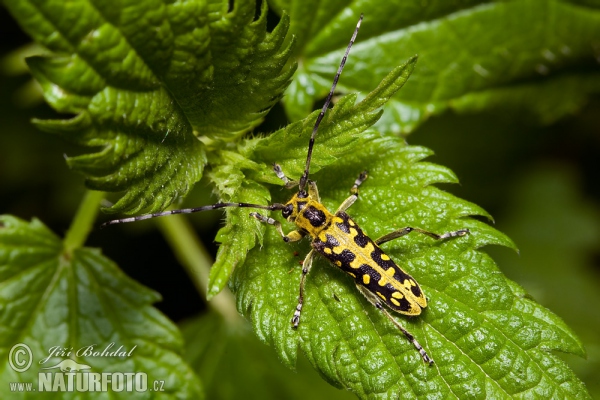 Longhorn Beetle (Saperda scalaris)