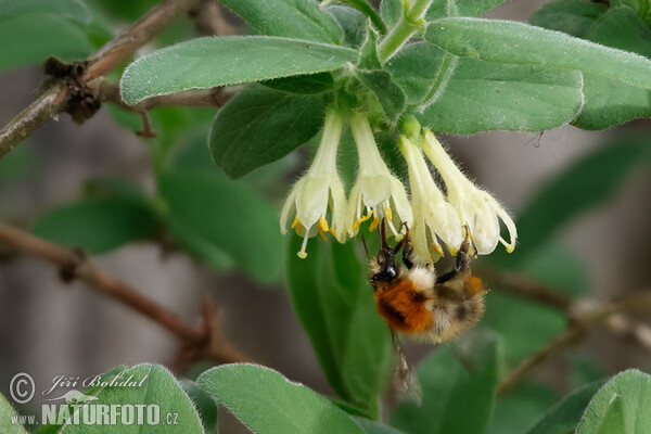 Lonicera caeruelea var. kamtschatica (Lonicera caeruelea var. kamtschatica)