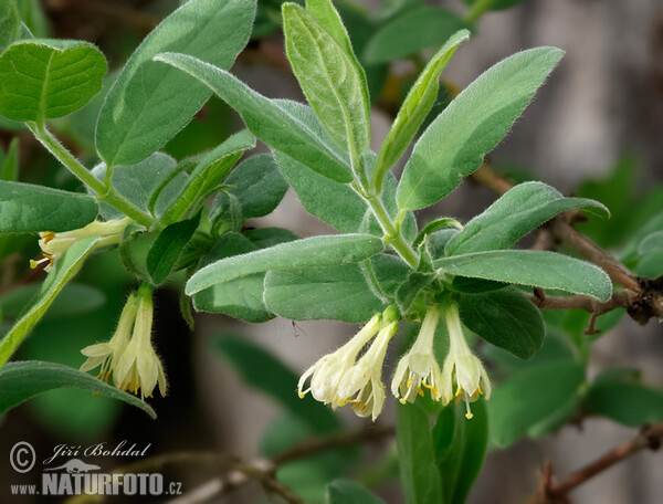 Lonicera caeruelea var. kamtschatica (Lonicera caeruelea var. kamtschatica)