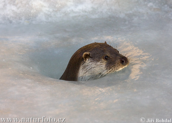 Lontra europea