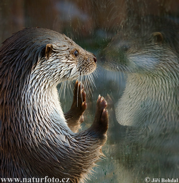 Loutre d'Europe