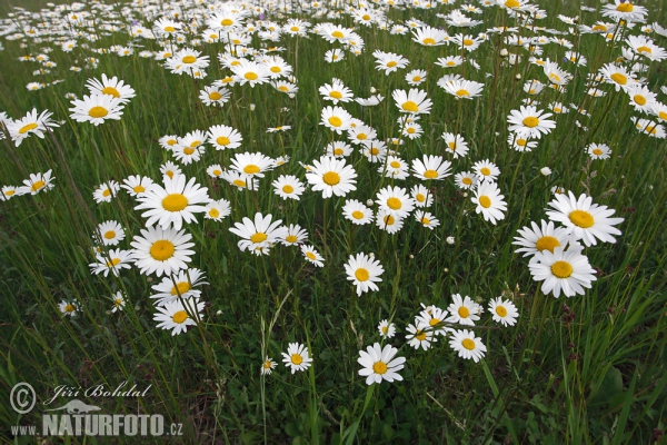 Magerwiesen-Margerite