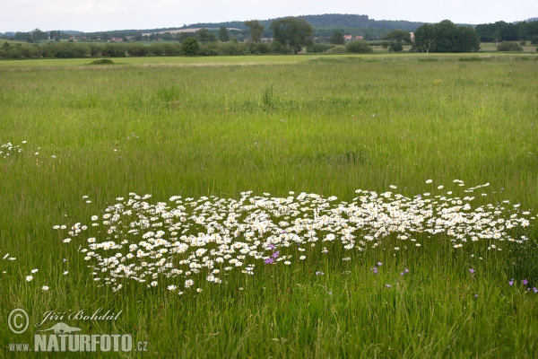 Magerwiesen-Margerite