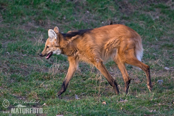 Mähnenwolf