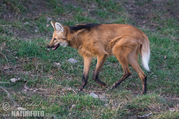 Mähnenwolf