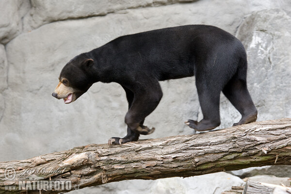 Malaienbär