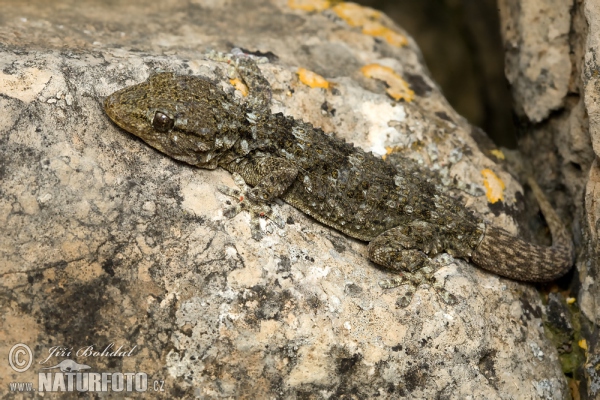 Mauergecko