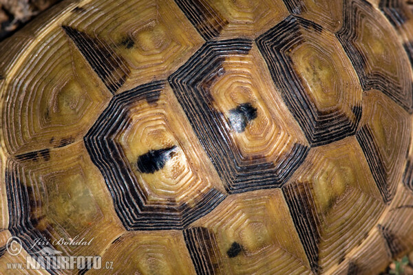 Maurische Landschildkröte