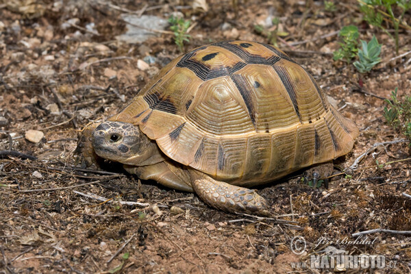 Maurische Landschildkröte