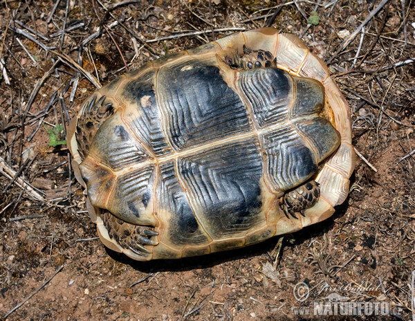 Maurische Landschildkröte