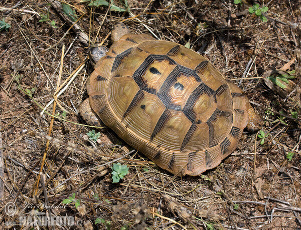 Maurische Landschildkröte