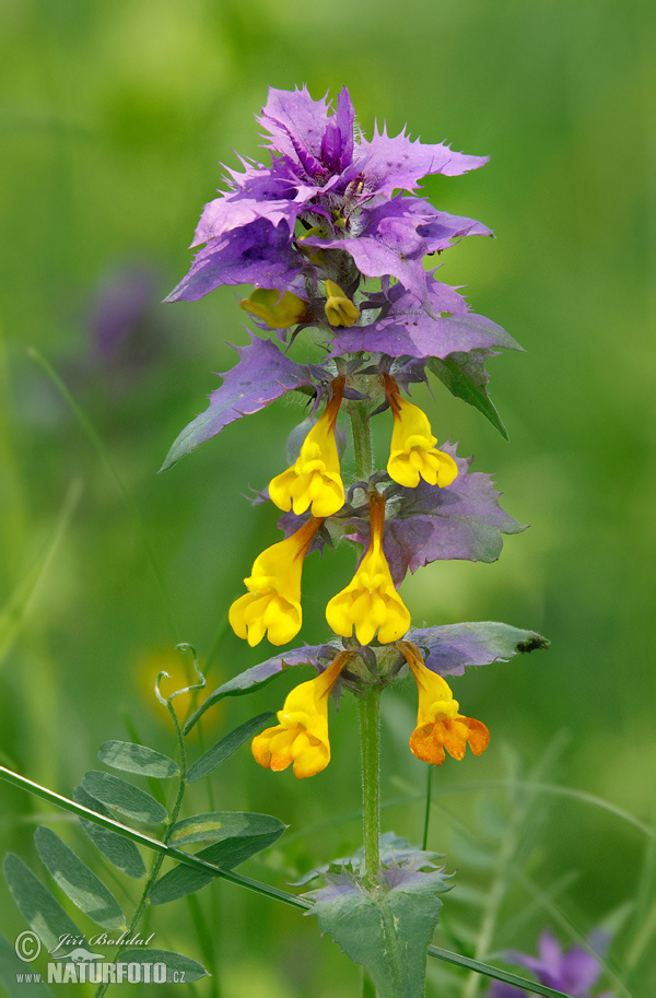 Melampyrum memorosum