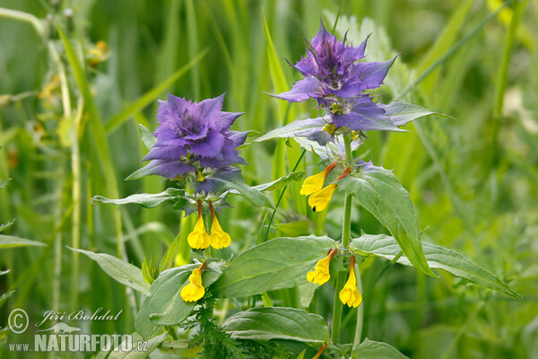 Melampyrum memorosum