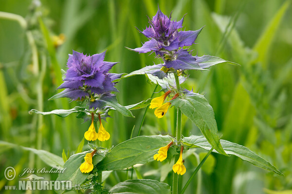 Melampyrum memorosum