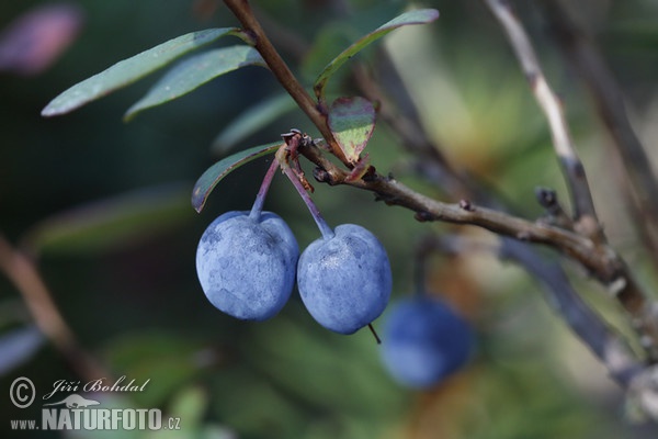 Mirtillo palustre