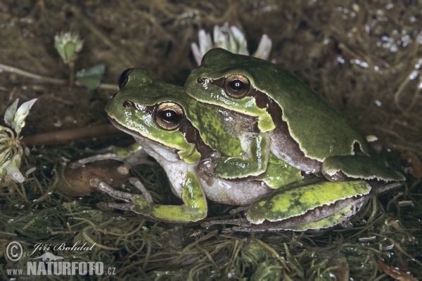 Mittelöstlicher Laubfrosch