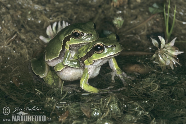 Mittelöstlicher Laubfrosch