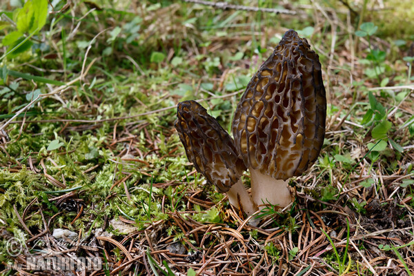 Morchella conica